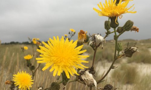 Amrum_2026