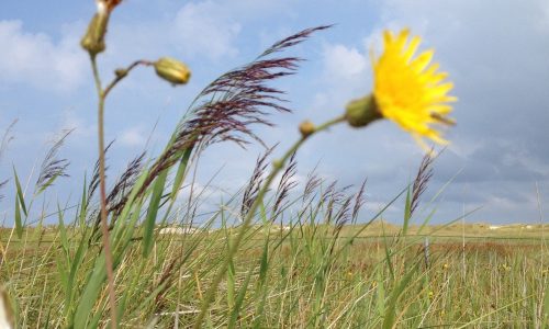 Background_Amrum_GelbeBlute_VokalImpro