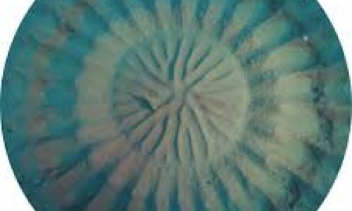 Sandabdruck-Kugelfisch