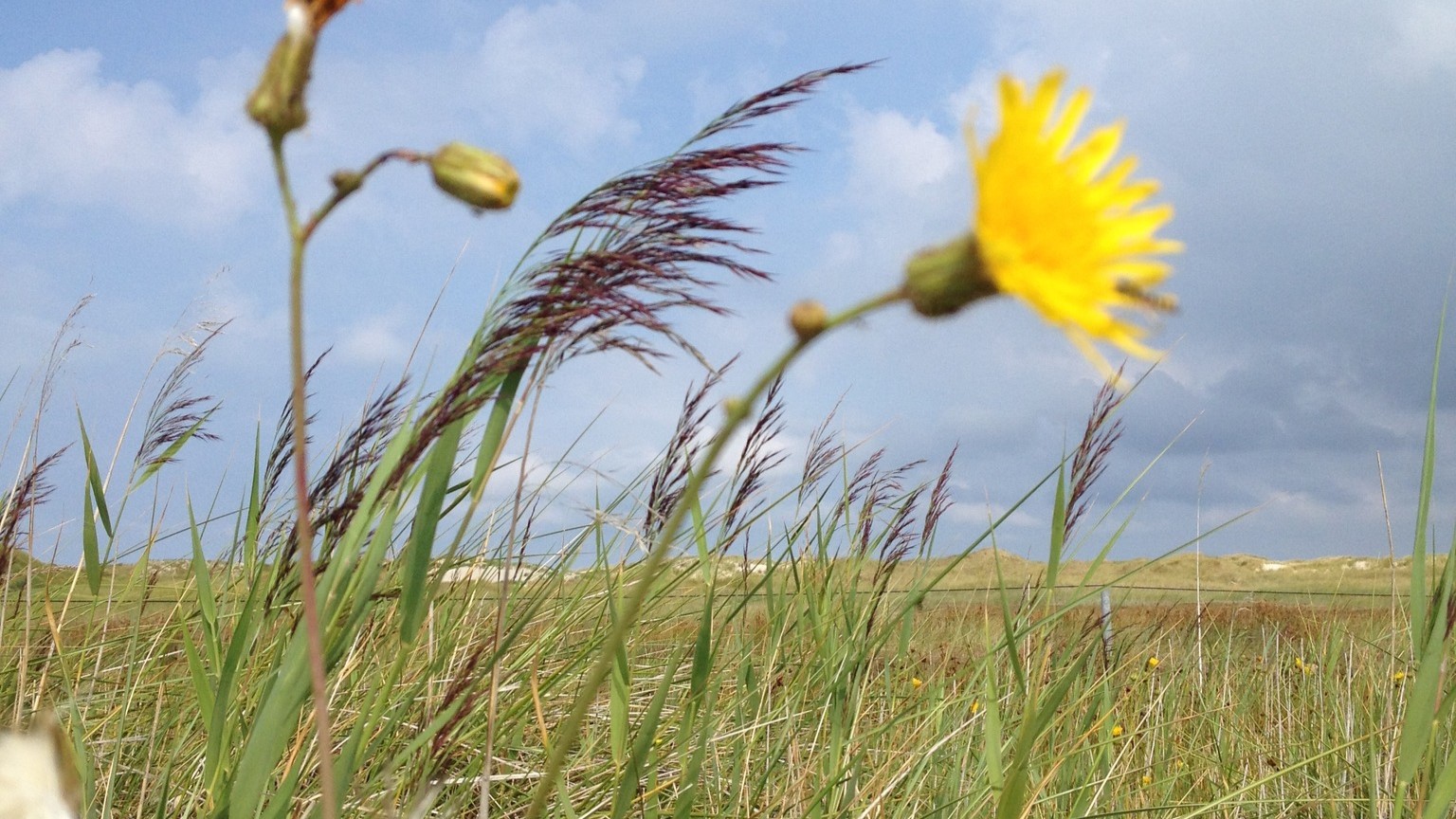 Background_Amrum_GelbeBlute_VokalImpro